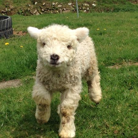 Rivendell Farm By Wigwam Holidays Carmarthen Esterno foto